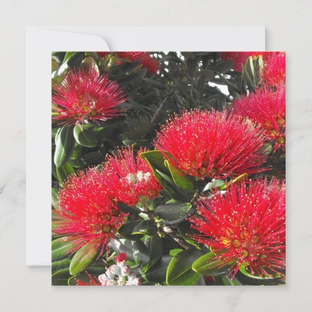 Cartas de Navidades de Pohutukawa en floración en  (Anverso)