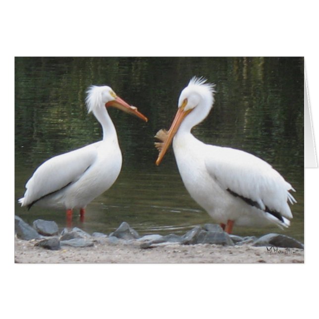 Cartas de notas de Pelicans (Anverso (Horizontal))