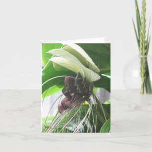 Cartas de notas sobre plantas tropicales