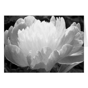 Cartas de Peony Fotografía de Flores