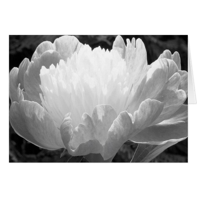 Cartas de Peony Fotografía de Flores (Anverso (Horizontal))