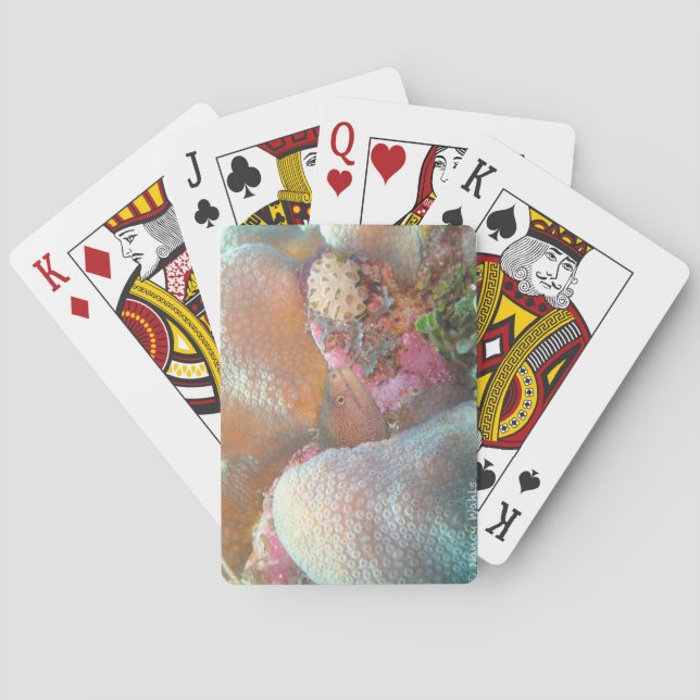 Cartas de Poker de Anguila (Reverso)