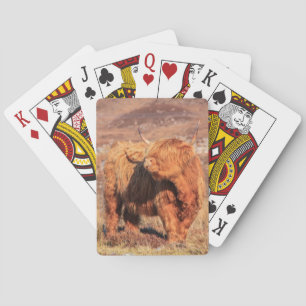 Cartas de reproducción de vacas de Highland