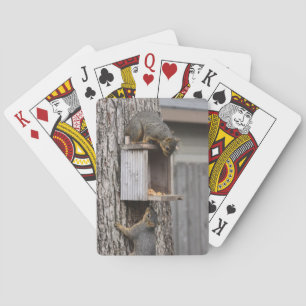 Cartas de Squirrels