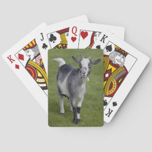 Cartas para jugar a la cabra pigmea