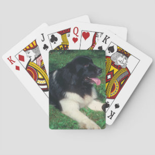 Cartas para jugar al perro de Terranova