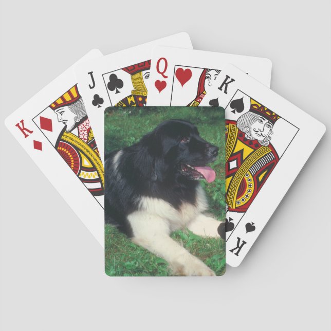 Cartas para jugar al perro de Terranova (Reverso)