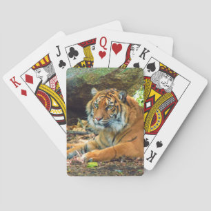 Cartas para jugar al tigre siberiano