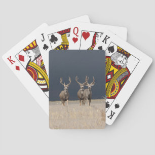 Cartas para jugar en bicicleta de Mule Deer Bucks