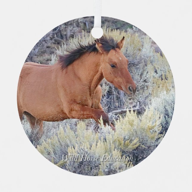 Carter Colt, ornamento de caballos salvajes (Anverso)