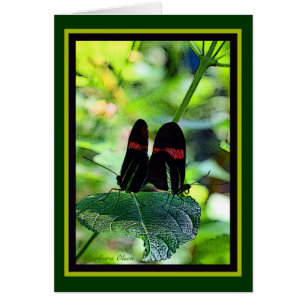 Cartero rojo: mariposa