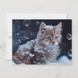 Cartes Postales Cat Divers