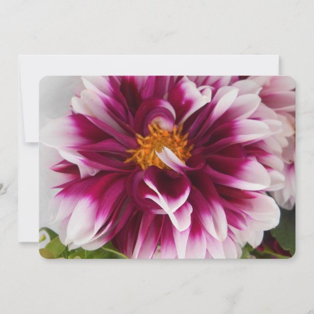 Cartheuserin (Anverso)