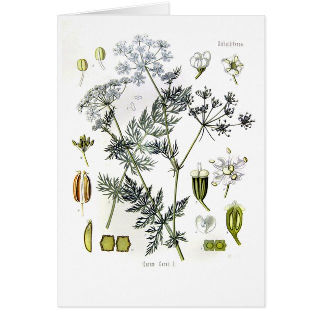 Carvi del Carum (alcaravea) (Frente)