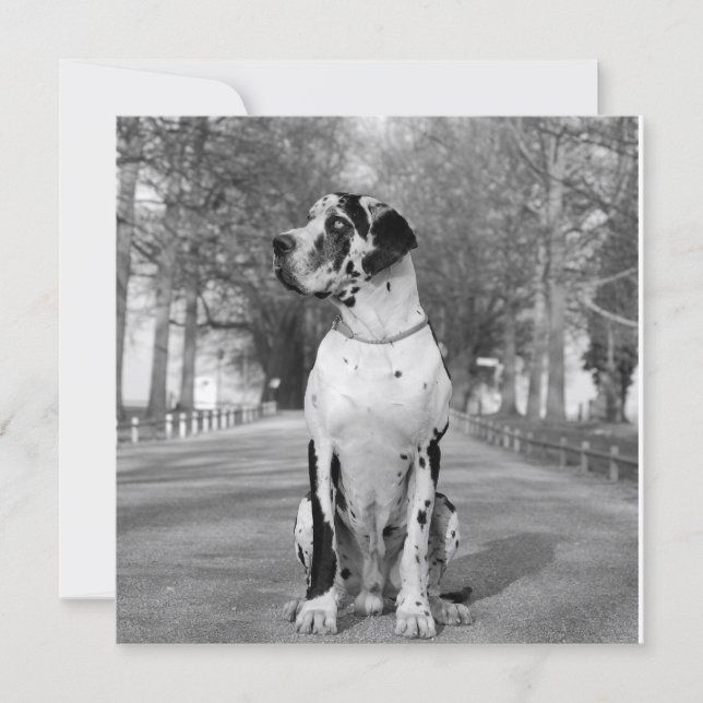 Casa de dogo (Anverso)