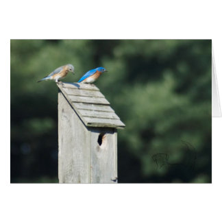 Casa de pájaros azules, tarjeta