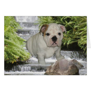 Cascada con tarjeta de acopio de bulldog