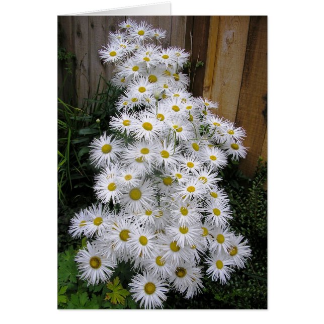 Cascada de Daisy (Frente)