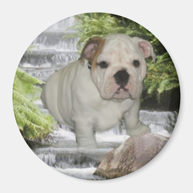 Cascada del imán de la cachorro del bulldog (Frente)