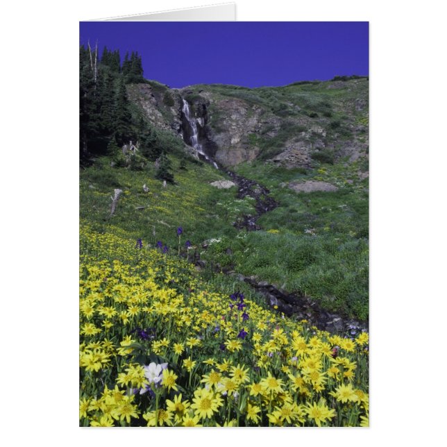 Cascada y flores silvestres en prado alpino, (Frente)