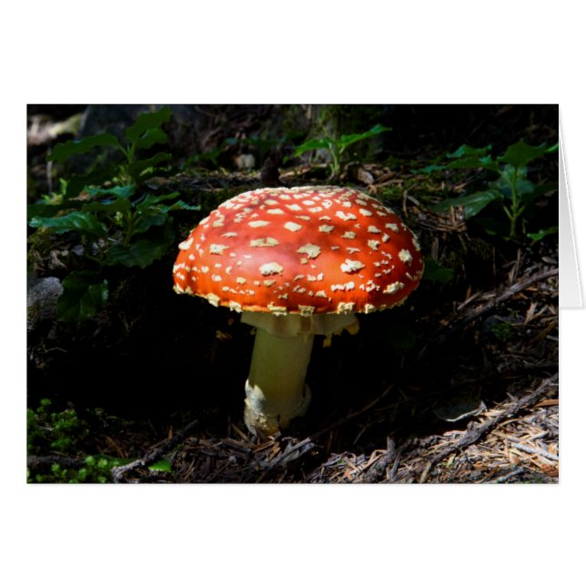 Cascadas Centrales, Estado de Washington (Anverso (Horizontal))