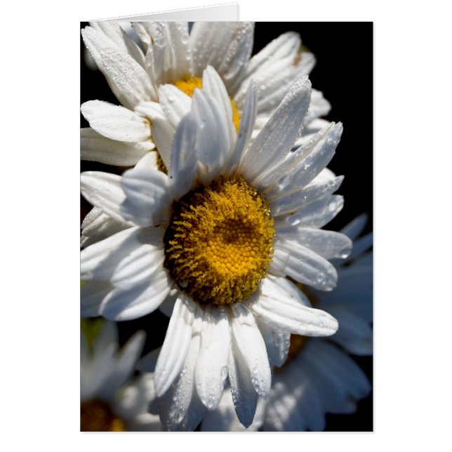 Cascading Daisy (Frente)
