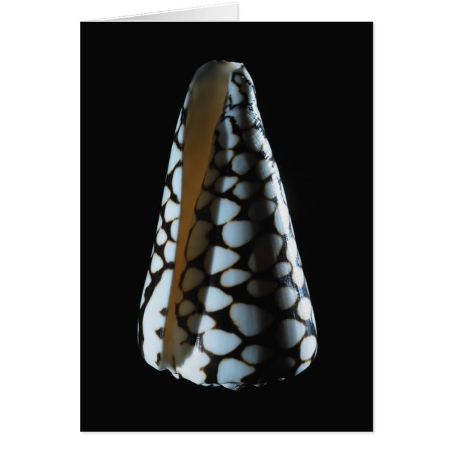 Cáscara 2 del cono (Frente)