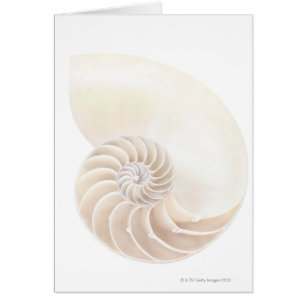 Cáscara del nautilus, primer
