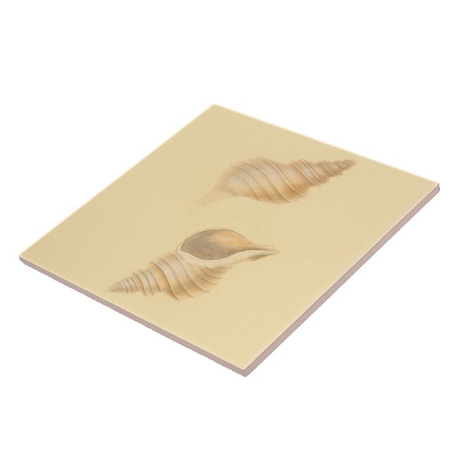 Cáscaras náuticas del mar de las baldosas (Lado)