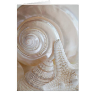 Cáscaras tropicales del mar de la playa de las