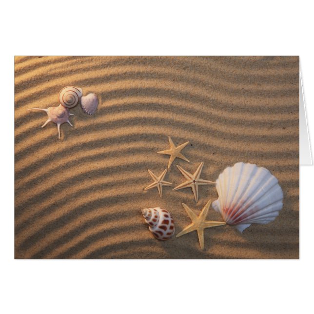 Cáscaras y estrellas de mar del mar (Anverso (Horizontal))