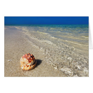 Casco Shell en el Lagoon tropical Cassis Rufa