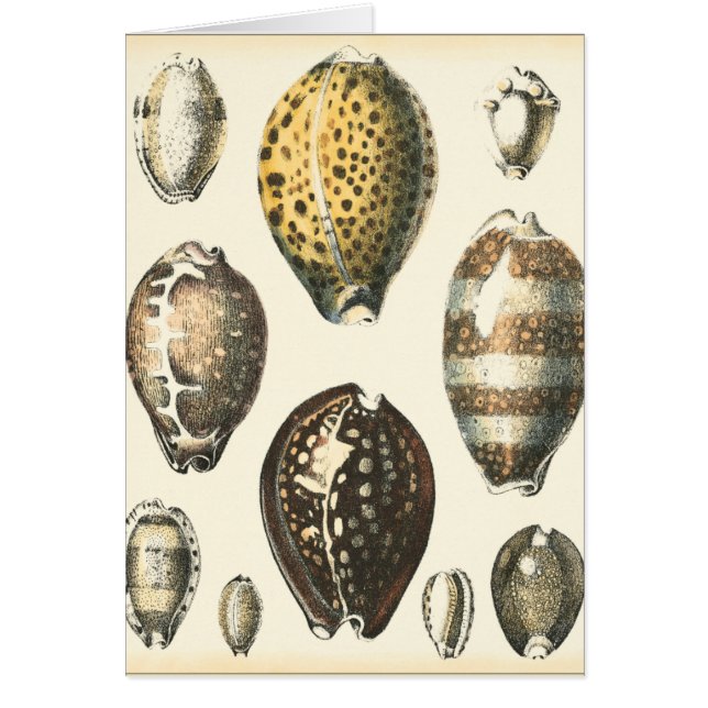 Cascos de mar de forma única (Frente)