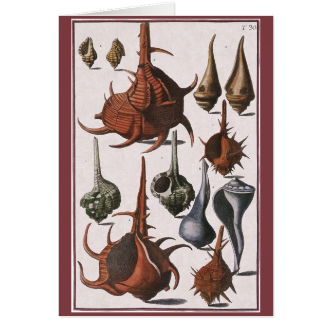 Cascos marinos de época, cáscaras oceánicas Vida m (Frente)