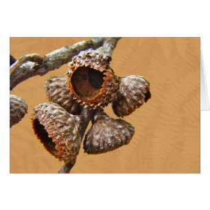 Casquillos de la bellota del roble