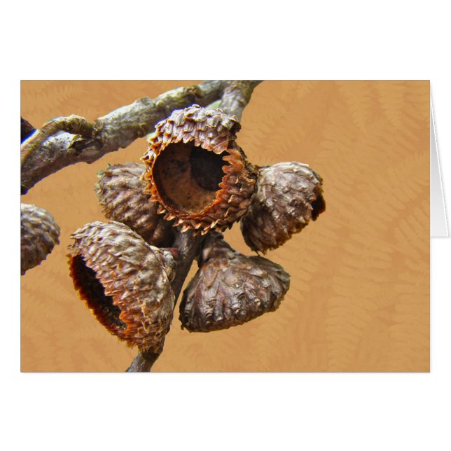 Casquillos de la bellota del roble (Anverso (Horizontal))