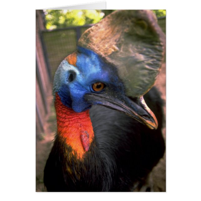 Cassowary (Frente)