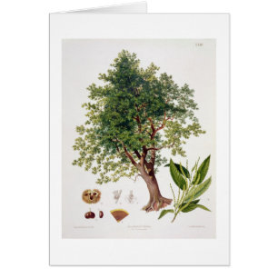 Castaña dulce, grabada por A. Haase (litho del