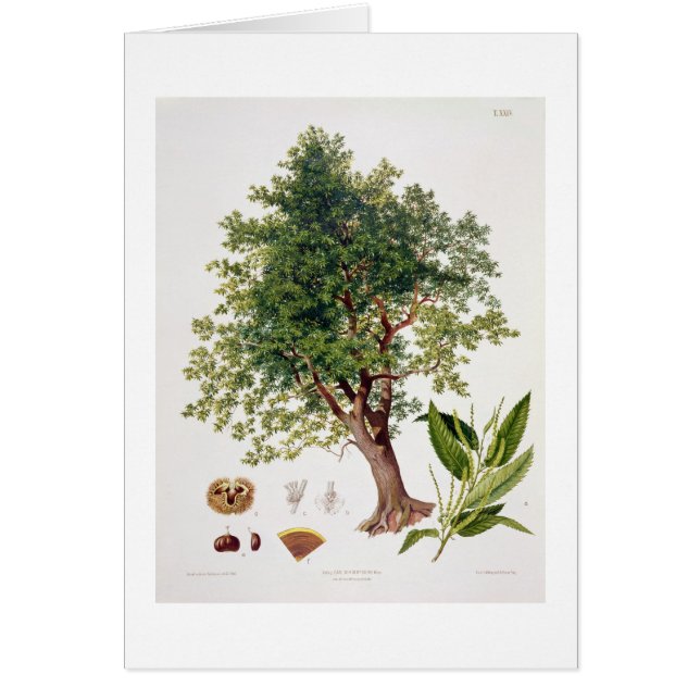Castaña dulce, grabada por A. Haase (litho del (Frente)