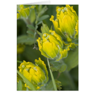 Castilleja del pincel dorado indio