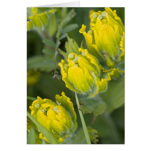 Castilleja dorada india Castilleja (Frente)