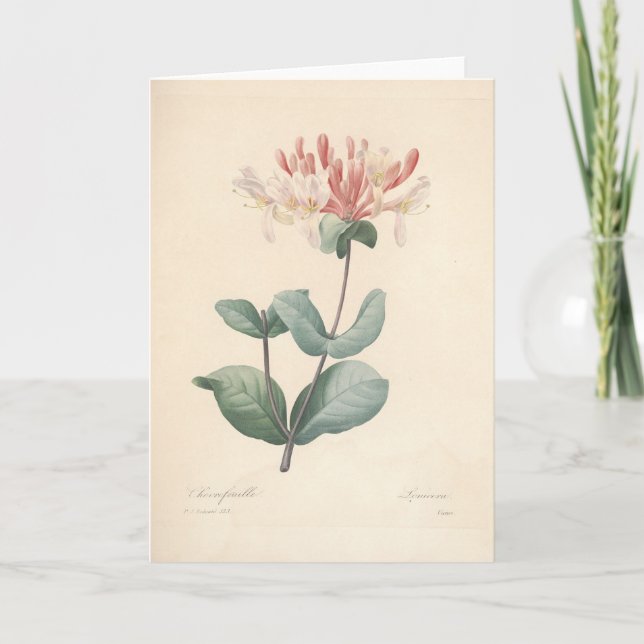 Castillo de miel por tarjeta de simpatía botánica  (Anverso)