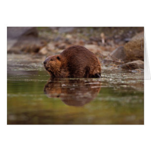 castor, Castor canadensis, va a nadar