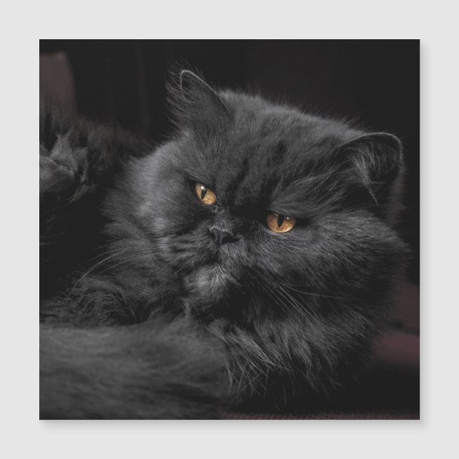Cat_20180101_by_JAMFoto (Anverso)