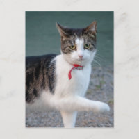 Cat dice su tarjeta postal de mascota de alta cali
