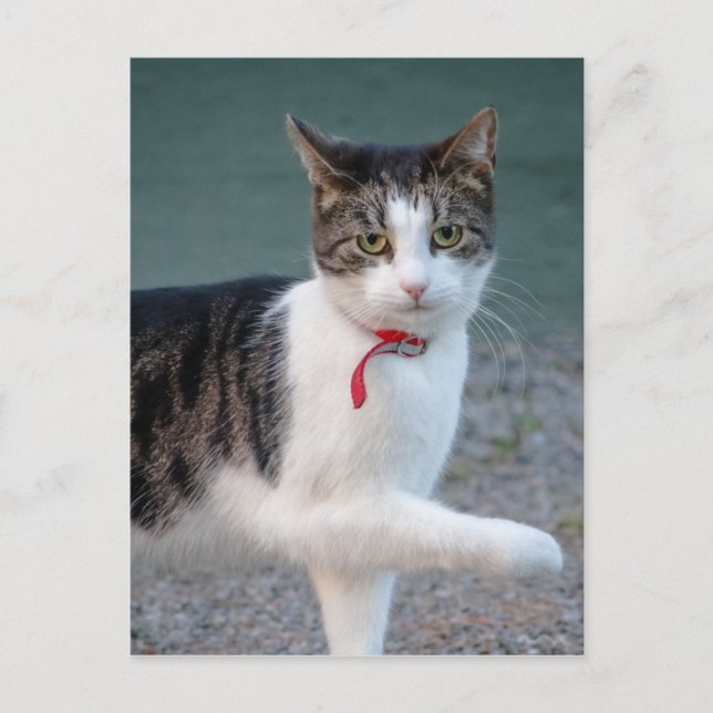 Cat dice su tarjeta postal de mascota de alta cali (Anverso)