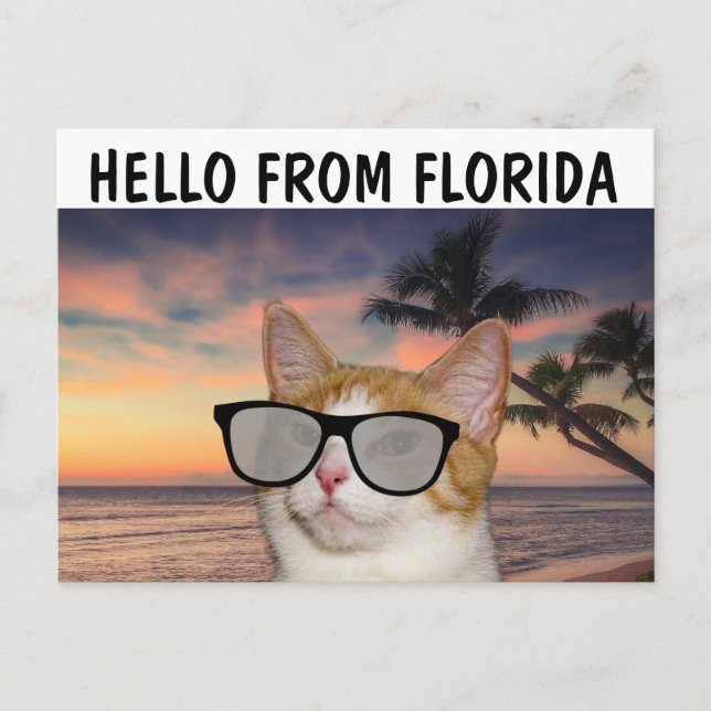 CAT EN HOLA DE PLAYA DE LAS Postales DE FLORIDA (Anverso)