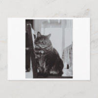CAT EN UNA TARJETA DE FOTOGRAFÍA DE LA SILLA