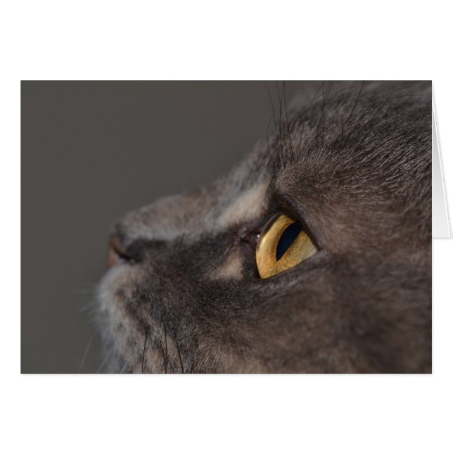 Cat Eye-Macro by Shirley Taylor (Anverso (Horizontal))