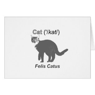 Cat Felis Catus